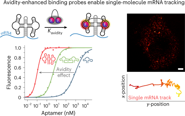 Avidity-based bright and photostable light-up aptamers for single-molecule mRNA imaging
