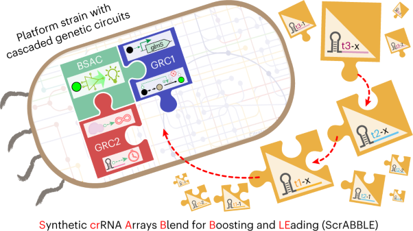 CRISPR–dCas12a-mediated genetic circuit cascades for multiplexed pathway optimization