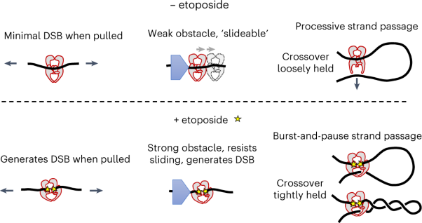 Etoposide promotes DNA loop trapping and barrier formation by topoisomerase II