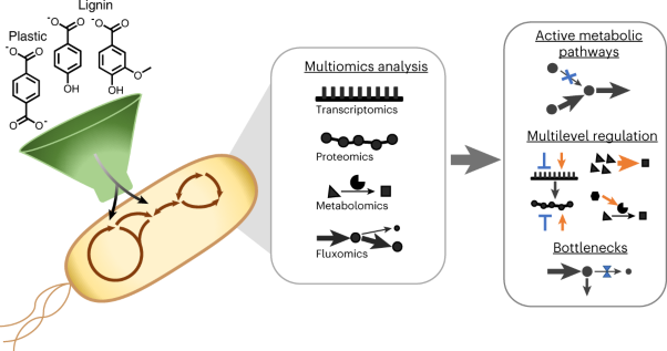 Complex regulation in a <i>Comamonas</i> platform for diverse aromatic carbon metabolism