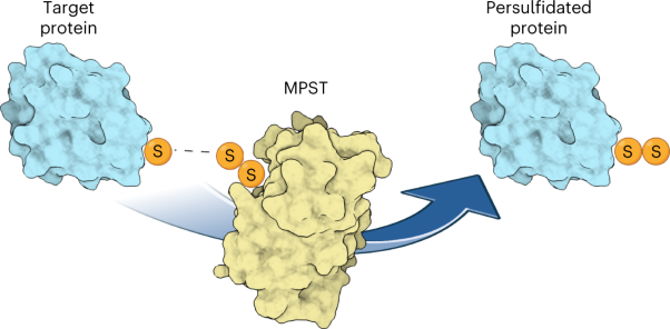 3-Mercaptopyruvate sulfur transferase is a protein persulfidase
