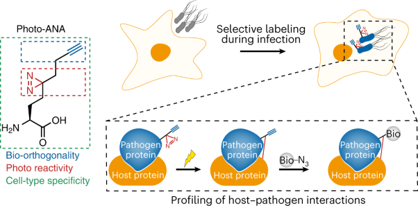Photo-ANA enables profiling of host–bacteria protein interactions during infection