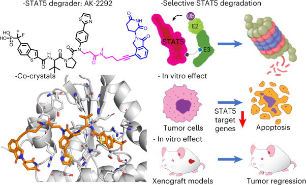 A selective small-molecule STAT5 PROTAC degrader capable of achieving tumor regression in vivo
