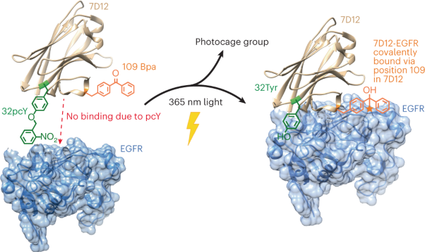 Site-specific encoding of photoactivity and photoreactivity into antibody fragments