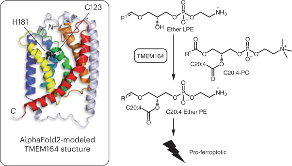 TMEM164 is an acyltransferase that forms ferroptotic C20:4 ether phospholipids