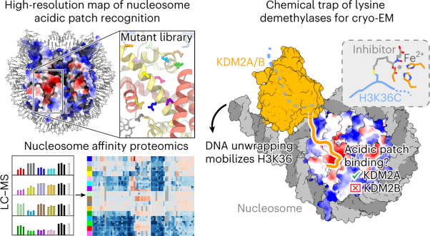 Structural basis of paralog-specific KDM2A/B nucleosome recognition