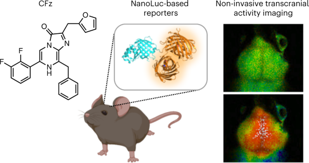 An optimized bioluminescent substrate for non-invasive imaging in the brain