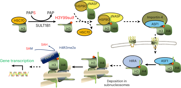 Histone tyrosine sulfation by SULT1B1 regulates H4R3me2a and gene transcription