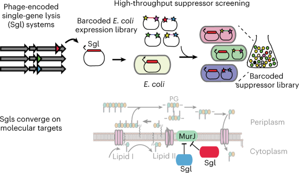 Multicopy suppressor screens reveal convergent evolution of single-gene lysis proteins