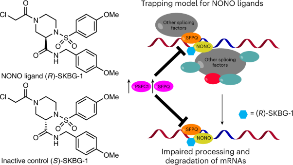 Remodeling oncogenic transcriptomes by small molecules targeting NONO