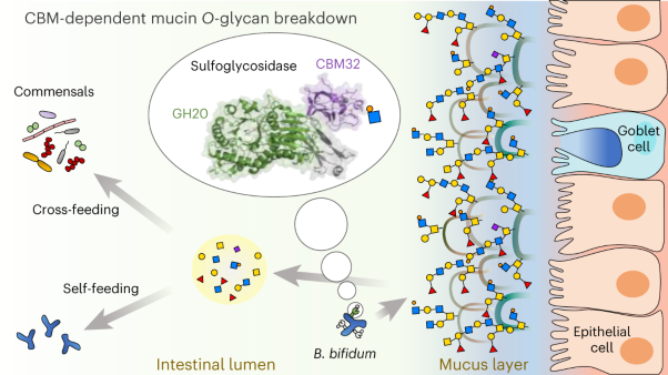 A bacterial sulfoglycosidase highlights mucin <i>O</i>-glycan breakdown in the gut ecosystem