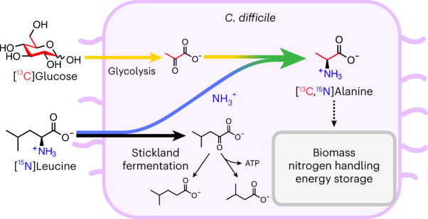 Elucidating dynamic anaerobe metabolism with HRMAS <sup>13</sup>C NMR and genome-scale modeling