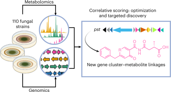 Correlative metabologenomics of 110 fungi reveals metabolite–gene cluster pairs