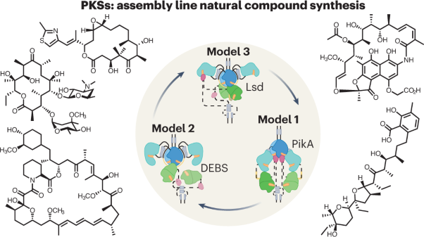 Enzymology of assembly line synthesis by modular polyketide synthases