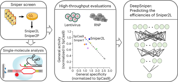 Sniper2L is a high-fidelity Cas9 variant with high activity