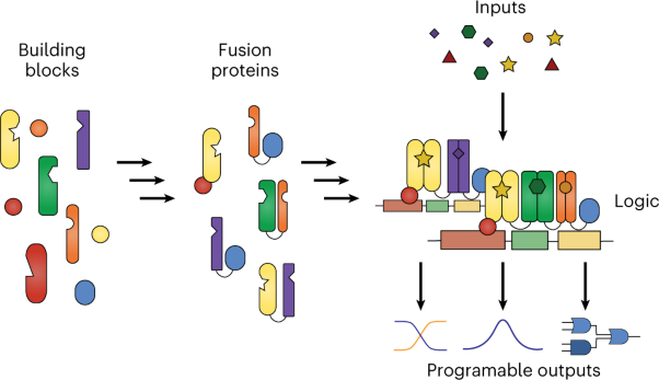 Combinatorial protein dimerization enables precise multi-input synthetic computations