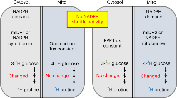 Cytosolic and mitochondrial NADPH fluxes are independently regulated