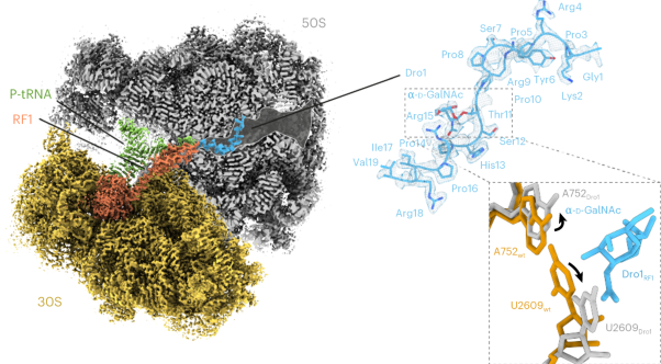 Structural basis for translation inhibition by the glycosylated drosocin peptide