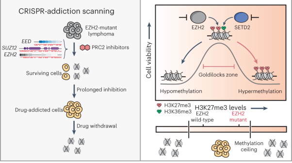 Drug addiction unveils a repressive methylation ceiling in EZH2-mutant lymphoma