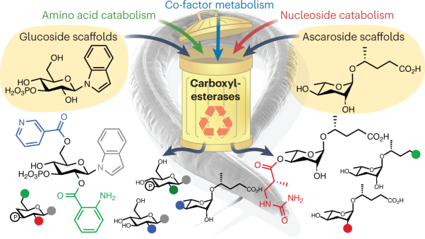 Repurposing degradation pathways for modular metabolite biosynthesis in nematodes