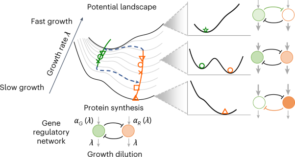 Unbalanced response to growth variations reshapes the cell fate decision landscape