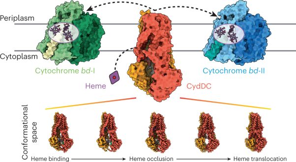 Dissecting the conformational complexity and mechanism of a bacterial heme transporter