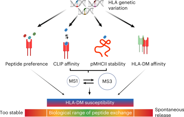 MHC-II dynamics are maintained in HLA-DR allotypes to ensure catalyzed peptide exchange