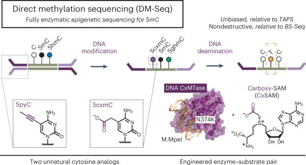 Direct enzymatic sequencing of 5-methylcytosine at single-base resolution
