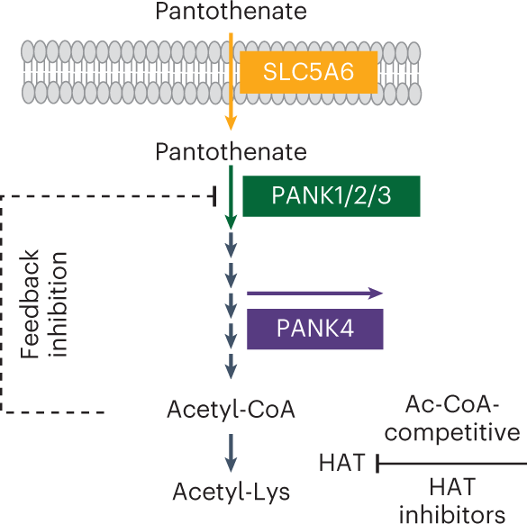 Acetyl-CoA biosynthesis drives resistance to histone acetyltransferase inhibition