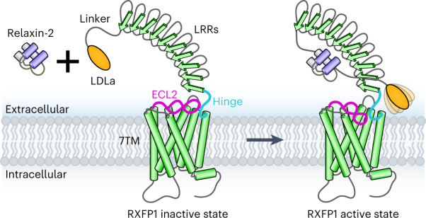 The relaxin receptor RXFP1 signals through a mechanism of autoinhibition