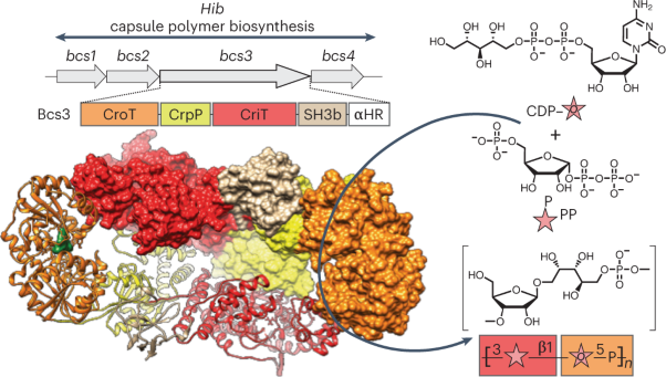 A multi-enzyme machine polymerizes the <i>Haemophilus influenzae</i> type b capsule