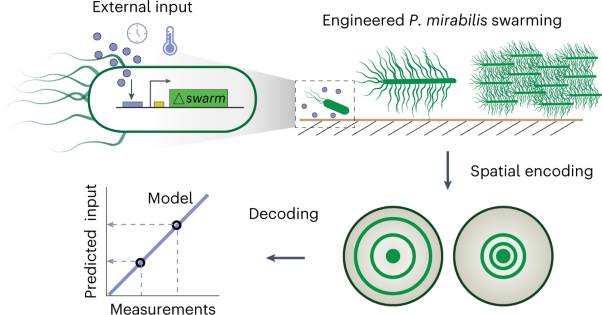 Engineered bacterial swarm patterns as spatial records of environmental inputs