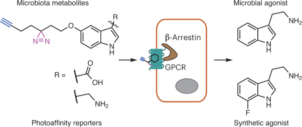 Chemoproteomics reveals microbiota-derived aromatic monoamine agonists for GPRC5A