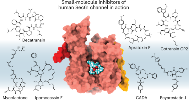A common mechanism of Sec61 translocon inhibition by small molecules