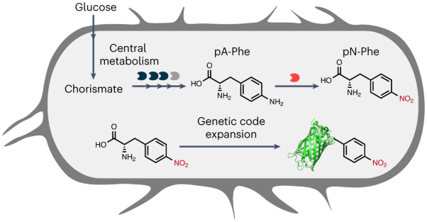 A platform for distributed production of synthetic nitrated proteins in live bacteria