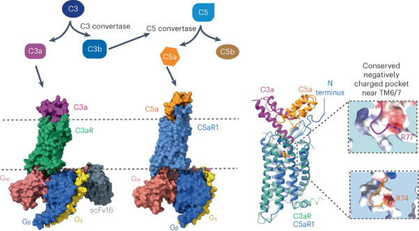Revealing the signaling of complement receptors C3aR and C5aR1 by anaphylatoxins