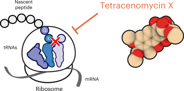 Tetracenomycin X sequesters peptidyl-tRNA during translation of QK motifs