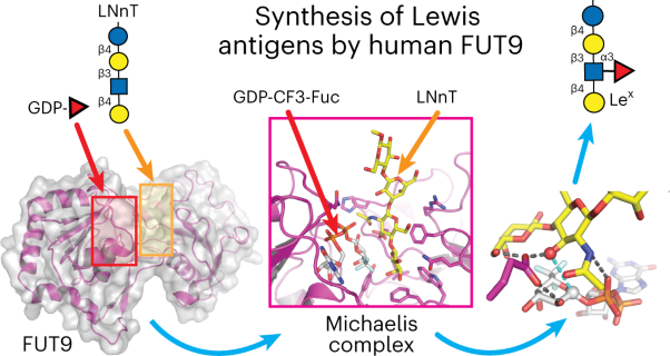 Structural basis for Lewis antigen synthesis by the α1,3-fucosyltransferase FUT9