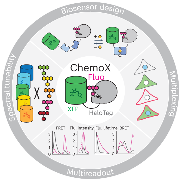 A general method for the development of multicolor biosensors with large dynamic ranges