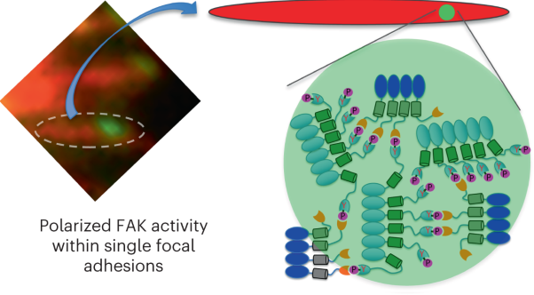 Polarized focal adhesion kinase activity within a focal adhesion during cell migration