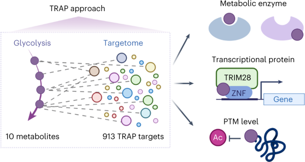 Chemoproteomic mapping of the glycolytic targetome in cancer cells