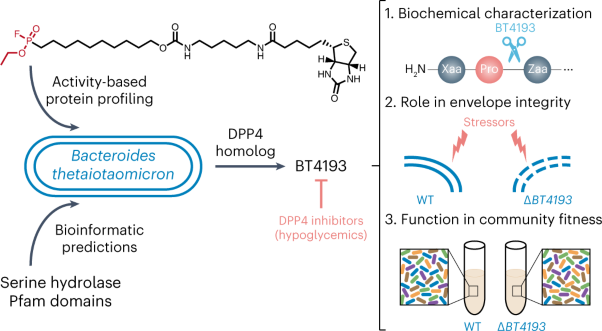 Chemoproteomic identification of a DPP4 homolog in <i>Bacteroides thetaiotaomicron</i>