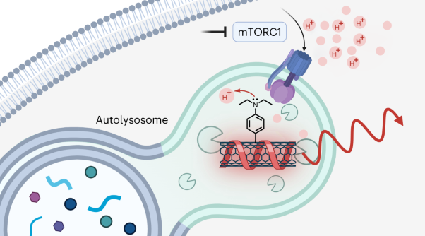 Nanosensor-based monitoring of autophagy-associated lysosomal acidification in vivo
