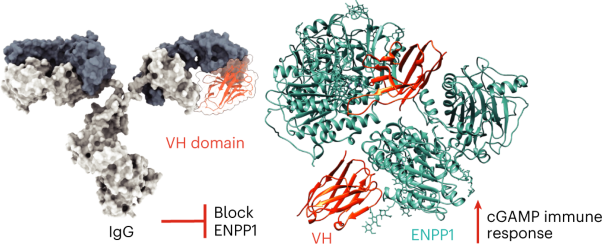 Discovery of VH domains that allosterically inhibit ENPP1