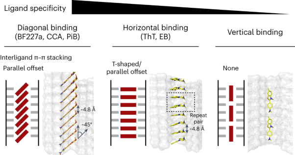 Structural mechanism for specific binding of chemical compounds to amyloid fibrils