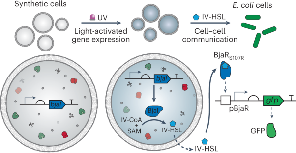 Engineering cellular communication between light-activated synthetic cells and bacteria