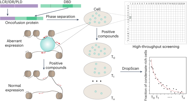 Dissolution of oncofusion transcription factor condensates for cancer therapy