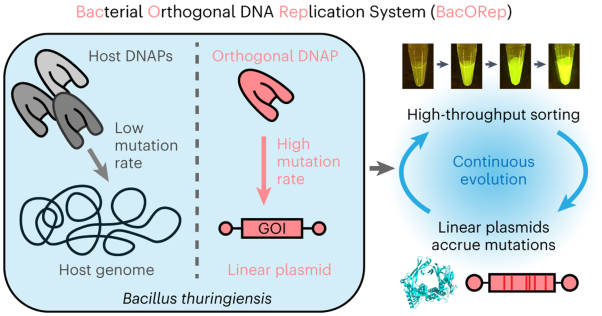 Engineered bacterial orthogonal DNA replication system for continuous evolution