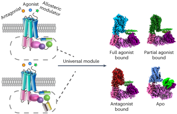 A method for structure determination of GPCRs in various states