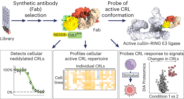 Activity-based profiling of cullin–RING E3 networks by conformation-specific probes